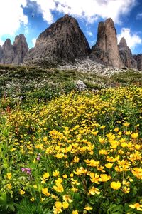 Scenic view of flowering plants on field against sky