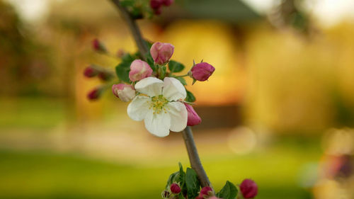 Close-up of pink flowering plant