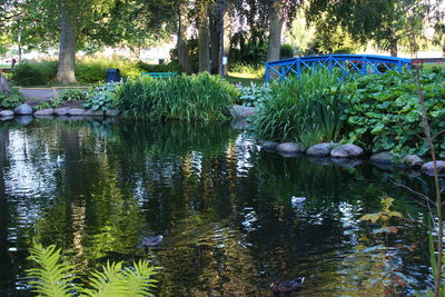 Reflection of trees in water