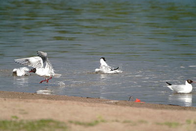 Seagulls on a lake