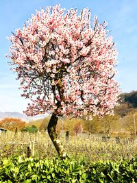 Pink cherry blossoms in field