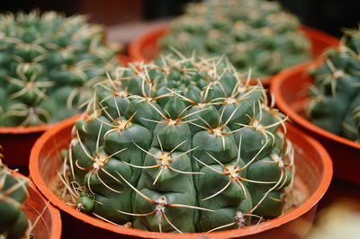 Close-up of cactus in potted plant