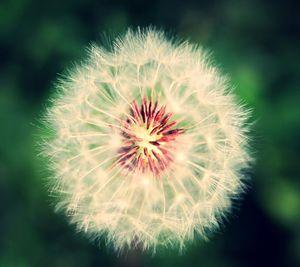 Close-up of dandelion