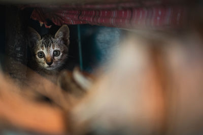 Close-up portrait of a cat