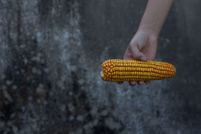 Cropped hand of person holding sweetcorn against wall