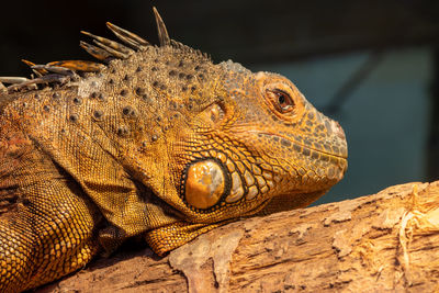 Close up portrait of an iguana in captivity