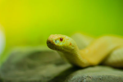 Close-up of lizard on rock