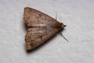 High angle view of a dry leaf over white background