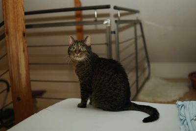 Portrait of a cat sitting on table