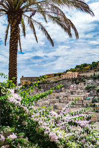 View of palm trees and plants against sky