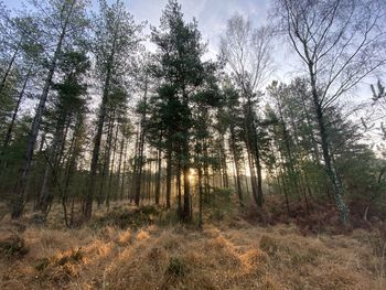 Trees in forest