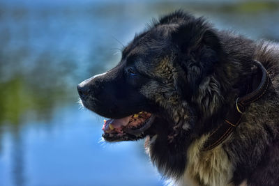 Close-up of dog looking away