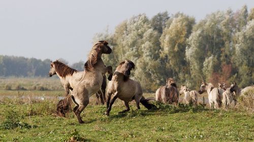 Horses on landscape against sky