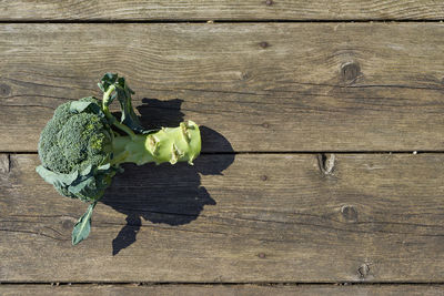 Directly above shot of broccoli on table