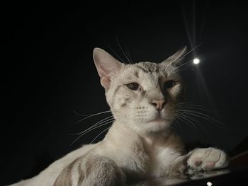 Lion waiting to evolve 