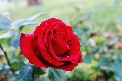 Close-up of red rose blooming outdoors