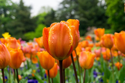 Close-up of orange tulips during rainy season
