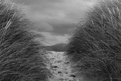 Grass amidst sand at beach