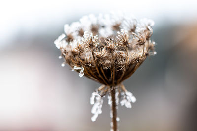 Close-up of dried plant