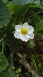 Close-up of white flower blooming outdoors