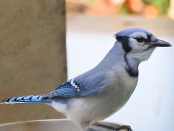 Close-up of bird perching on feeder