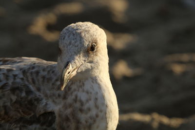 Close-up portrait of seagull