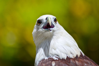 Close-up portrait of white owl