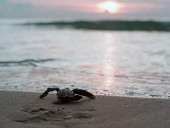 Release of baby sea turtles