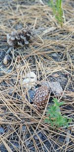 High angle view of crab on ground