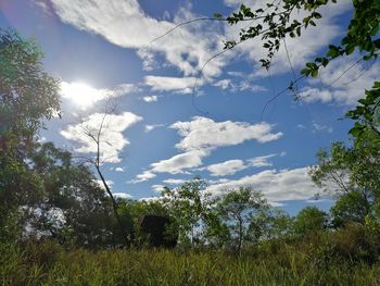 Low angle view of trees against sky