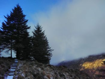 Low angle view of trees on mountain against sky