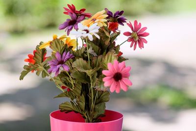 Close-up of pink flowering plant