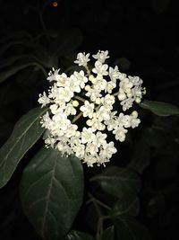 Close-up of white rose blooming outdoors