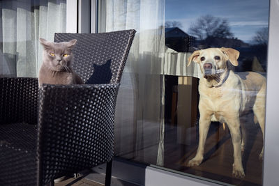 Funny view of two rivals. frowning cat and alertness dog guarding house together.