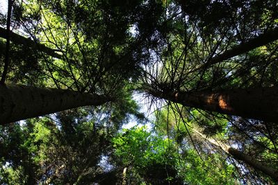 Low angle view of trees in forest