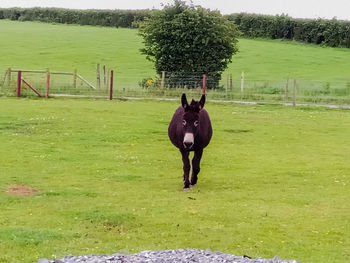 Full length of a horse on field
