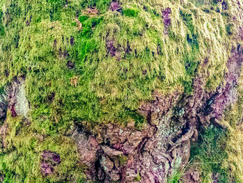 Close-up of moss growing on tree trunk