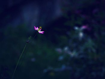 Close-up of flower blooming outdoors