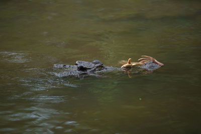 Ducks swimming in lake