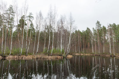 Scenic view of lake in forest against sky