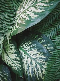 Full frame shot of leaves