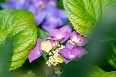 Close-up of purple flowering plant