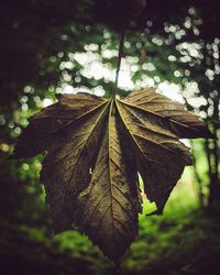 Close-up of dry maple leaves on tree