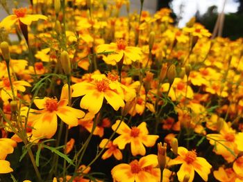 Close-up of yellow flowering plants on field