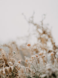 Close-up of frozen plant on field