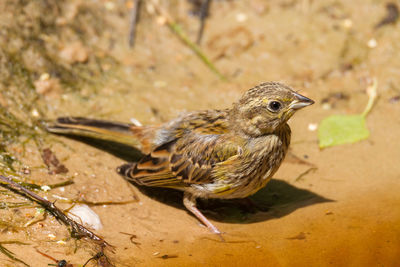 High angle view of bird perching on a field