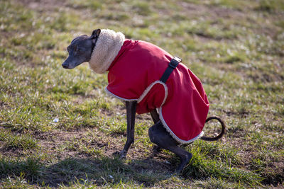 Dog on field