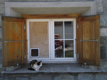 Cat looking up