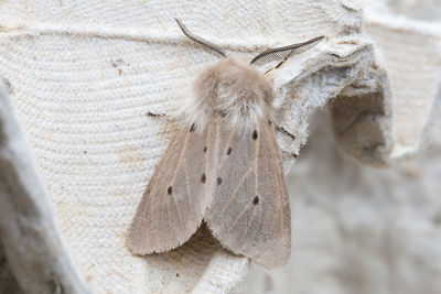 Close-up of an animal