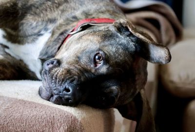 Close-up portrait of a dog